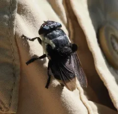 Mouse Bot Fly thumbnail 3