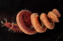Leodice valens thumbnail 3