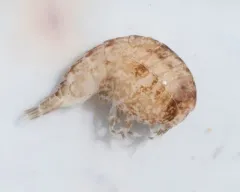 Stegocephalus inflatus thumbnail 4
