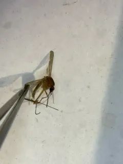 Minute Floodwater Mosquito thumbnail 2