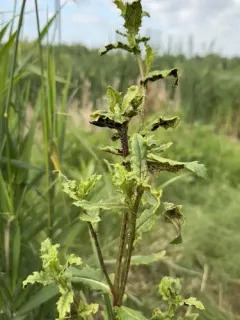 thistle rust thumbnail 4