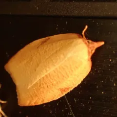 Western Avocado Leafroller Moth thumbnail 2