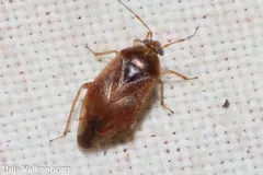 Agnocoris pulverulentus thumbnail 1