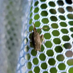 Partridge Planthopper thumbnail 4