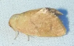Red-eyed Button Slug Moth thumbnail 3