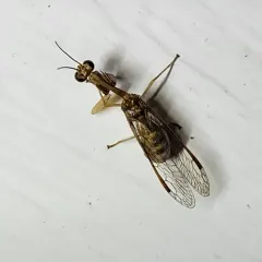 Beautiful Mantidfly thumbnail 4
