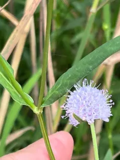 Southern Succisella thumbnail 4