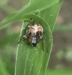 Labyrinth Orbweaver thumbnail 4