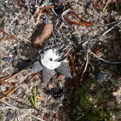 Hygroscopic Earthstar thumbnail 3