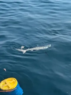 Blue Shark thumbnail 4