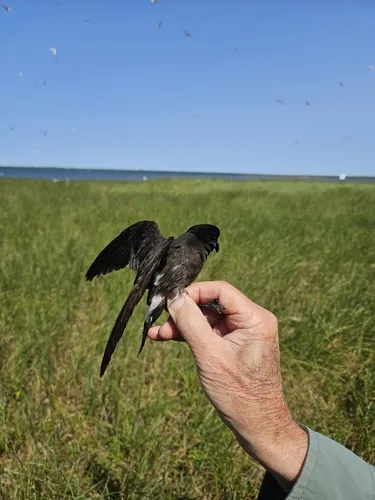 European Storm-Petrel