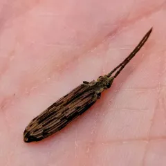 Eastern Ashen Reticulated Beetle thumbnail 4