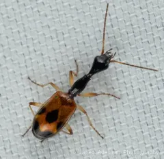 Long-necked Ground Beetle thumbnail 4