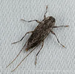 Dark-stained Longhorned Beetle thumbnail 3
