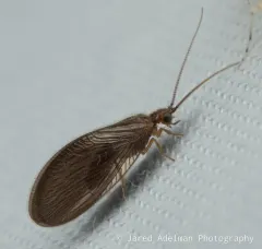 Sisyra vicaria thumbnail 4