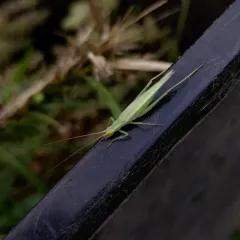 Four-spotted Tree Cricket thumbnail 3