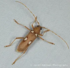 Ivory-marked Borer thumbnail 3