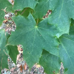Norway maple thumbnail 3