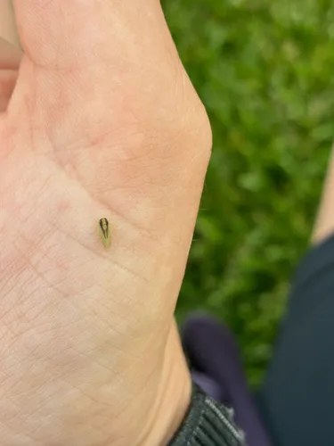 Macropsis ocellata