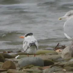 Royal Tern thumbnail 3