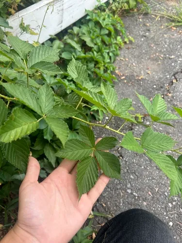 New England blackberry