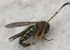 Dolichopus latipes thumbnail 2