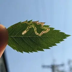 Rose Leaf Miner thumbnail 4