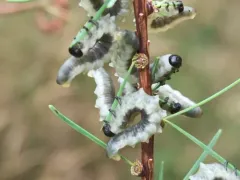 Larch Sawfly thumbnail 2
