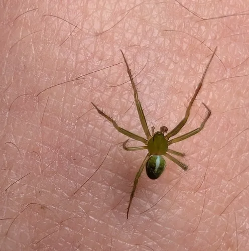 Juniper Orbweaver