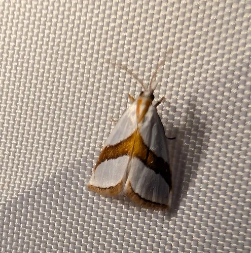 Straight-lined Vaxi Moth