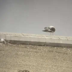 Kelp Gull thumbnail 4