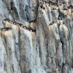 Thick-billed Murre thumbnail 4