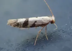 Argyresthia austerella thumbnail 4