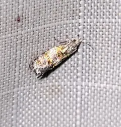 Bronze-banded Corticivora Moth thumbnail 4