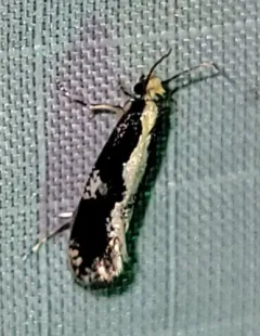 Skunkback Monopis Moth thumbnail 4