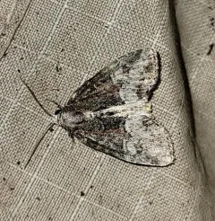 Neoligia crytora thumbnail 3