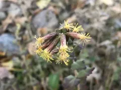 California Brickellbush thumbnail 3