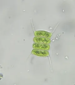 Desmodesmus communis thumbnail 4