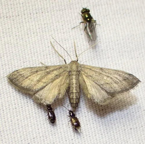 Euacidalia sericearia