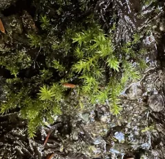transparent fork-moss thumbnail 4