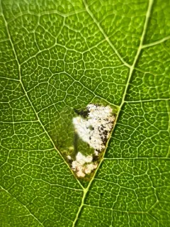 Caloptilia acerifoliella thumbnail 2