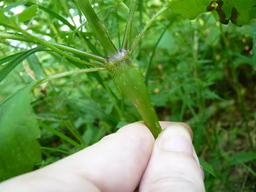 Neolasioptera galeopsidis