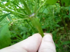 Neolasioptera galeopsidis thumbnail 1