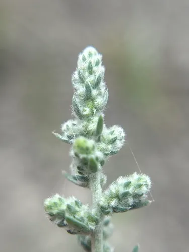 Fivehorn smotherweed