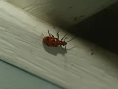 Six-spotted Neolema thumbnail 4