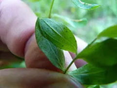 Erysiphe hyperici thumbnail 4
