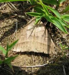 Texas Mocis Moth thumbnail 4