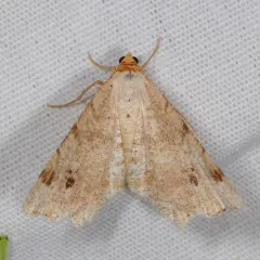Red-headed Inchworm Moth thumbnail 4
