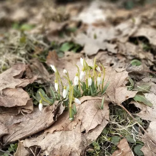 common snowdrop