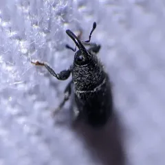 Stem Miner Weevil thumbnail 4